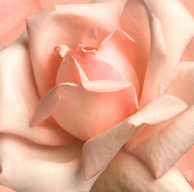 allposters-4019~pink-rose-posters.jpg
