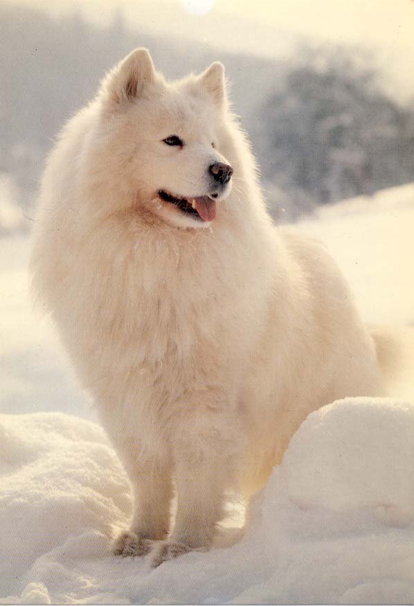 club-internet-samoyede.jpg