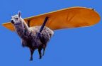 flyingpaca.jpg