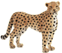 imageevent-cheetah.gif