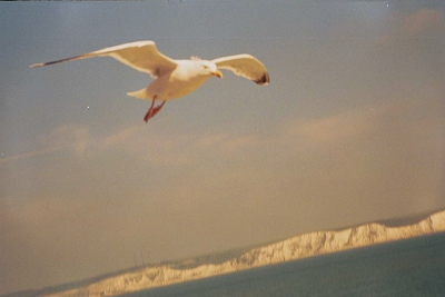 dover.jpg
