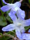 livingpictures-blueflowers1_small.jpg