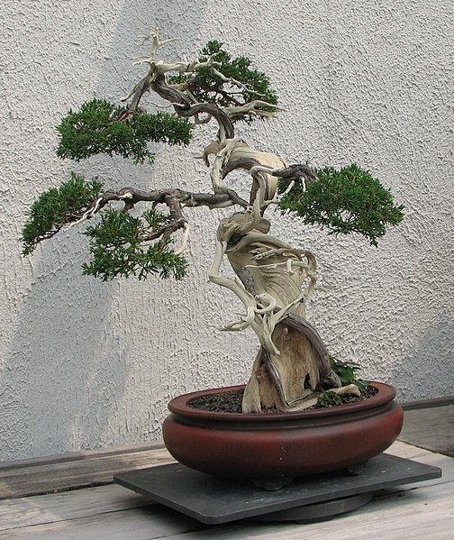 sargent_juniper_1905-2007.jpg