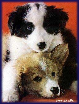 vidadecao-p_puppies.jpg