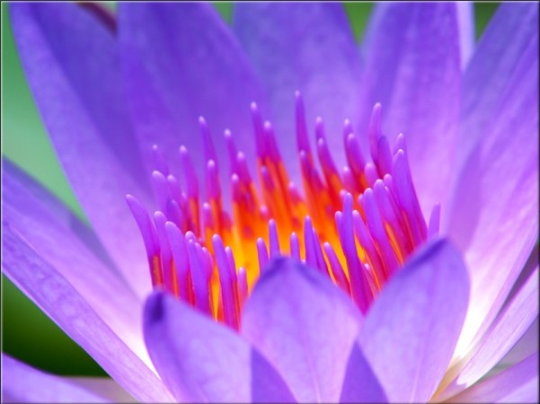 waterlily-closeup2.jpg
